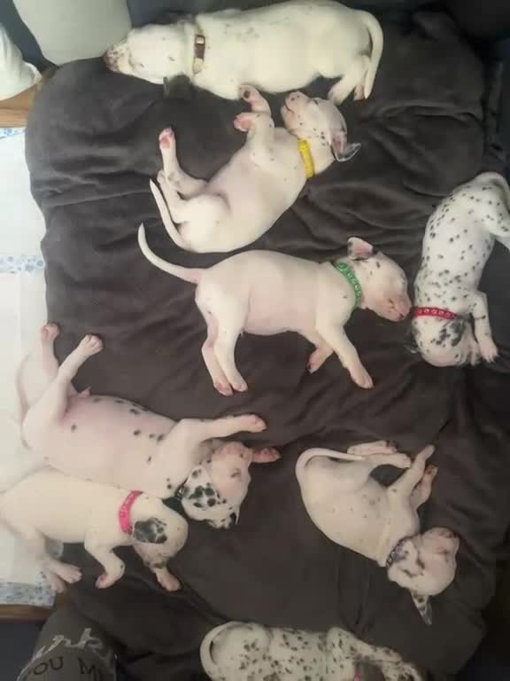 Mixed Breed dogs for sale: Dalmatian cross  - Video 2