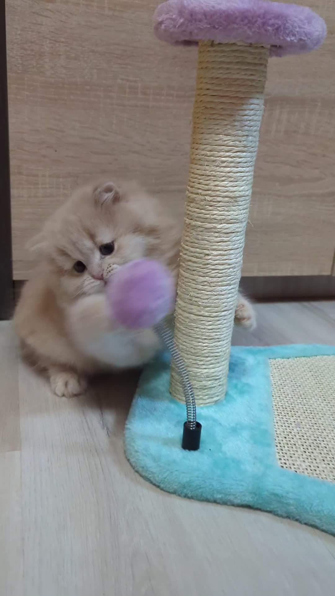 Scottish Fold cats for sale: TICA Registered Scottish kittens - Video 1