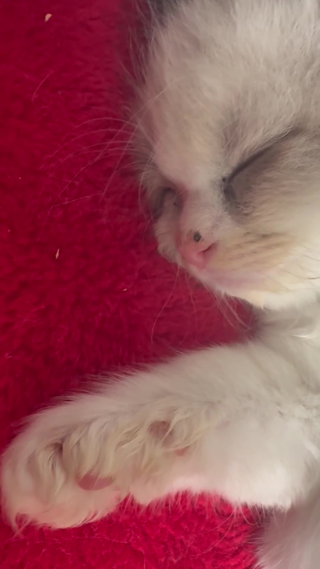 Ragdoll cats for sale: Beautiful purebred Ragdoll kittens - Video 2