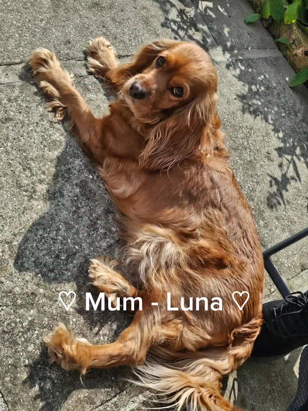 Mixed Breed dogs for sale: Cockalier/Springer Spaniel puppies ready for you! in London - Video 1