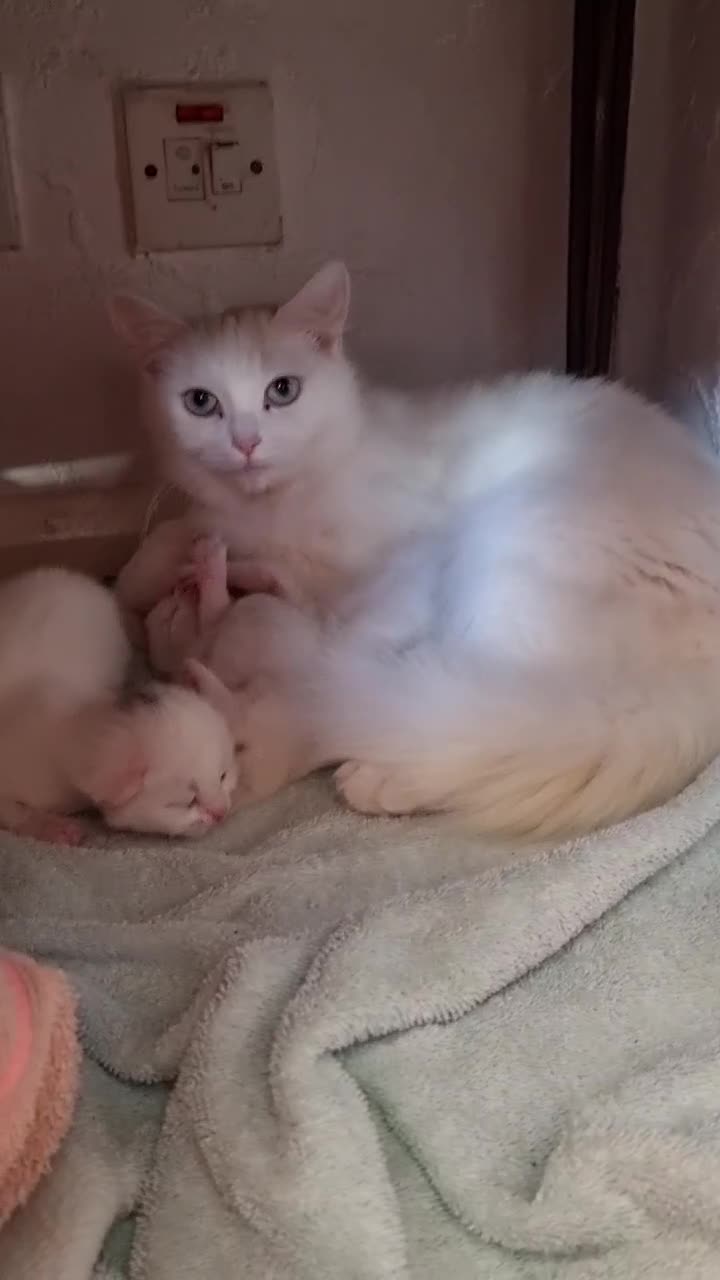 Mixed Breed cats for sale: Adorable Kittens looking for Their Forever Home - Video 3