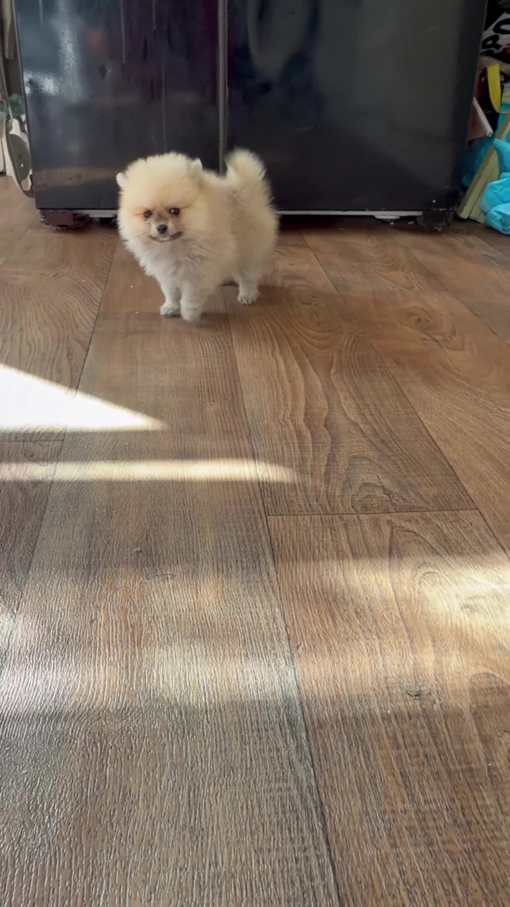 Pomeranian dogs for sale: ✨Exceptional Pomeranian Puppy -Ready Now✨ - Video 1