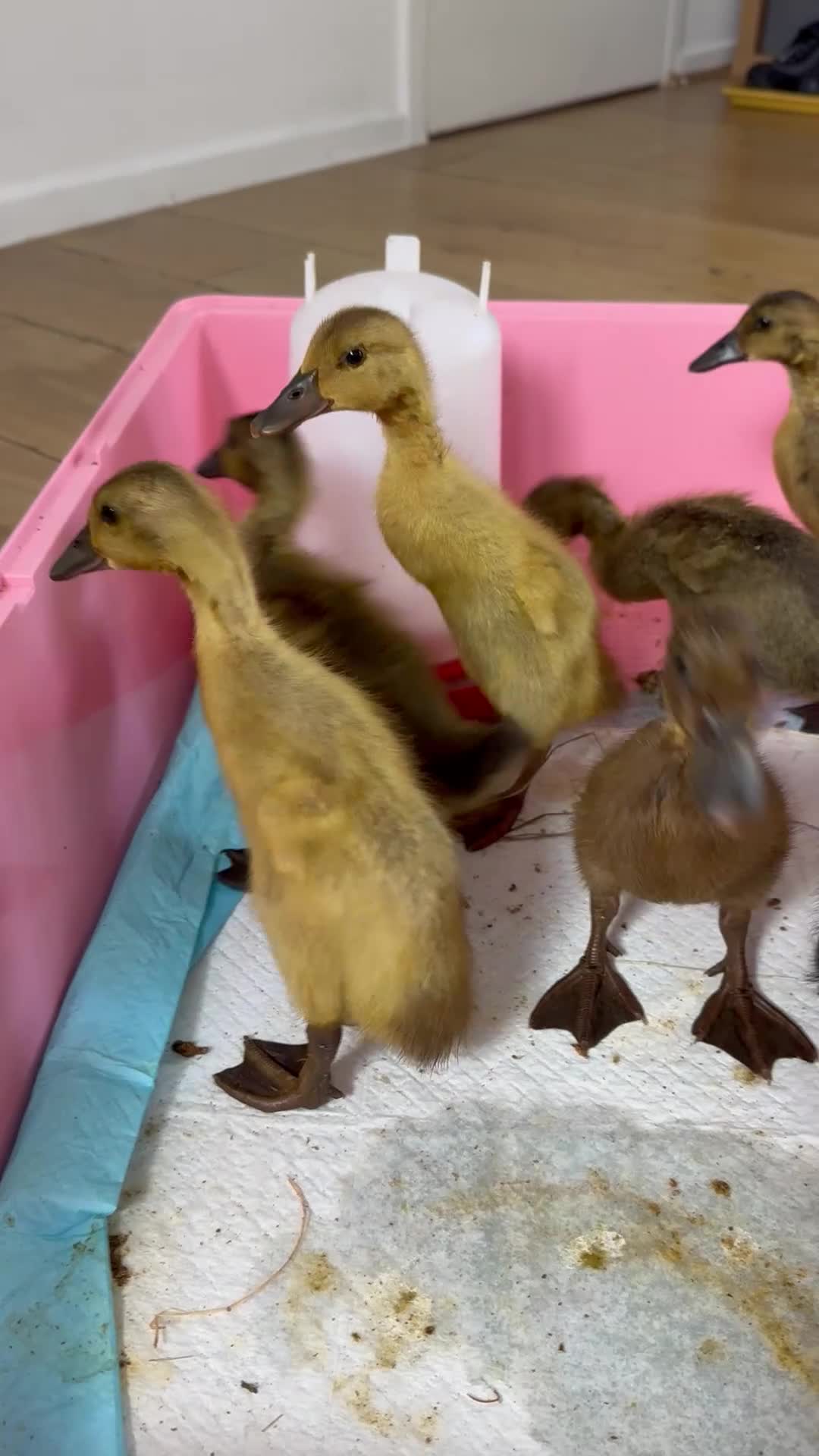 Ducks poultry for sale: Indian runner ducks  in Warrington - Video 1