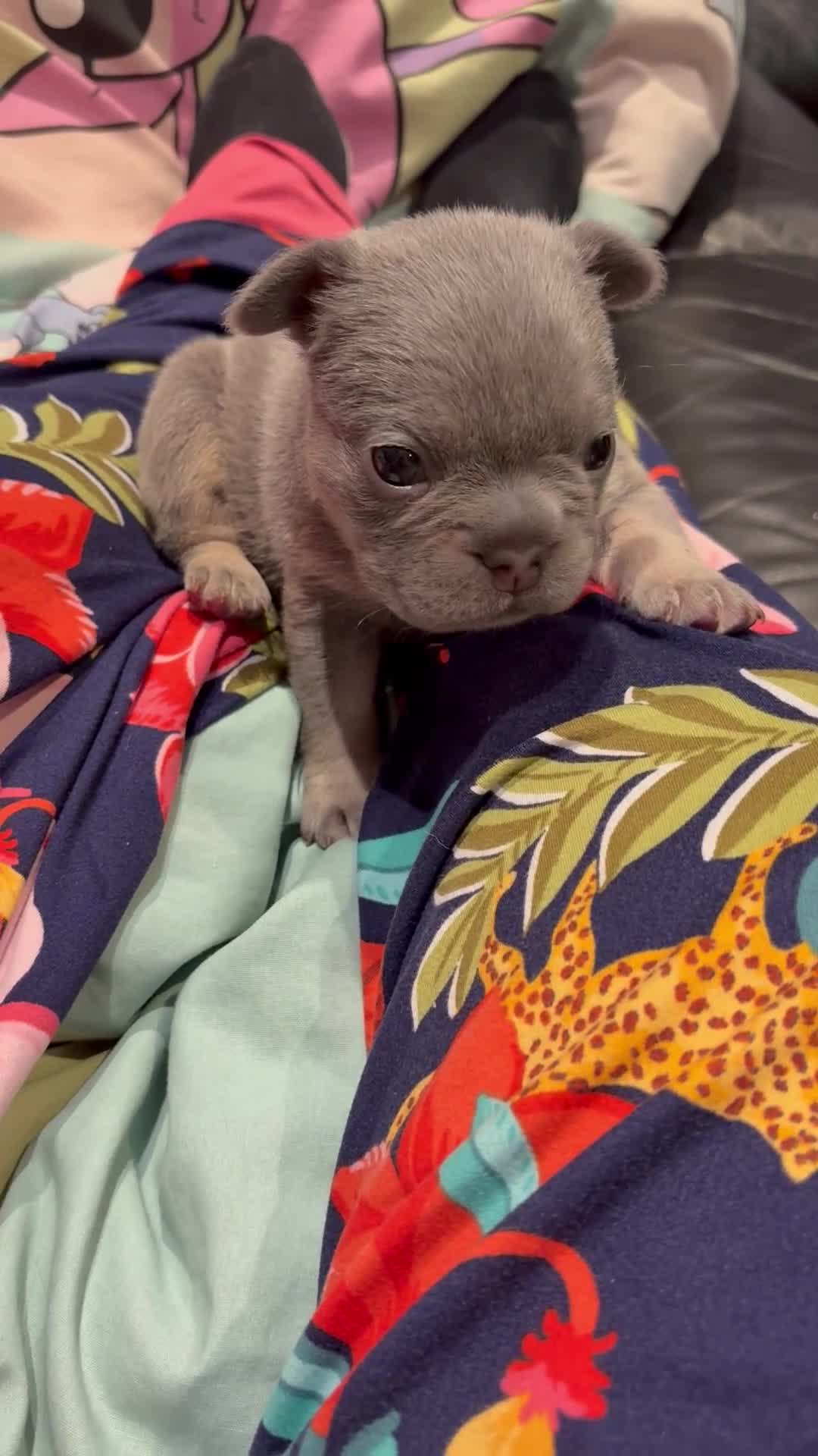 French Bulldog dogs for sale: French bulldog pup - Video 1
