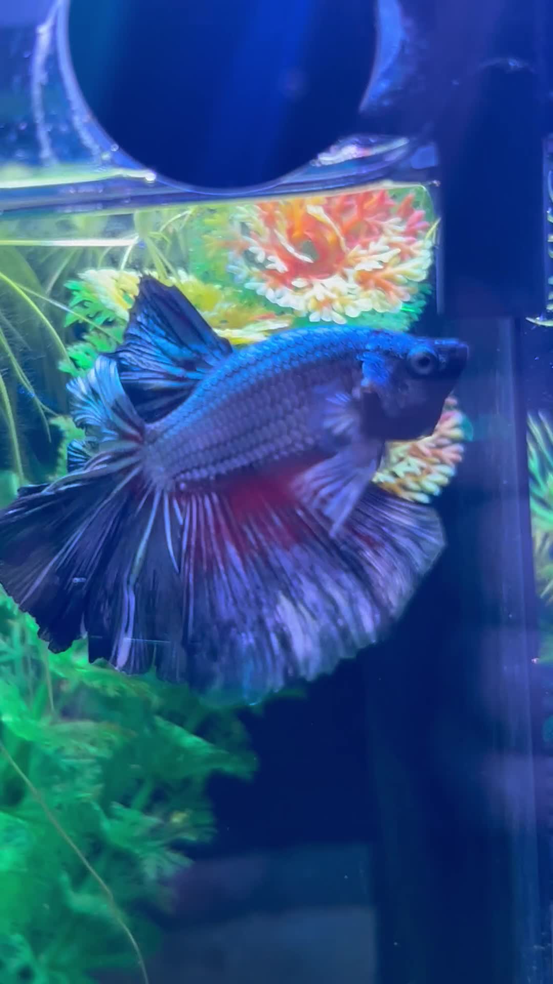 Bettas fish for sale: Betta Fish Sale!! - Video 4