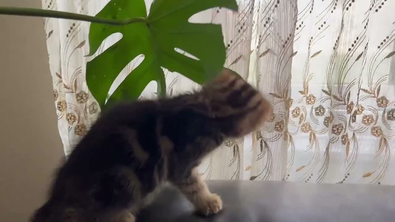 Mixed Breed cats for sale: Mixed breed kittens  - Video 1