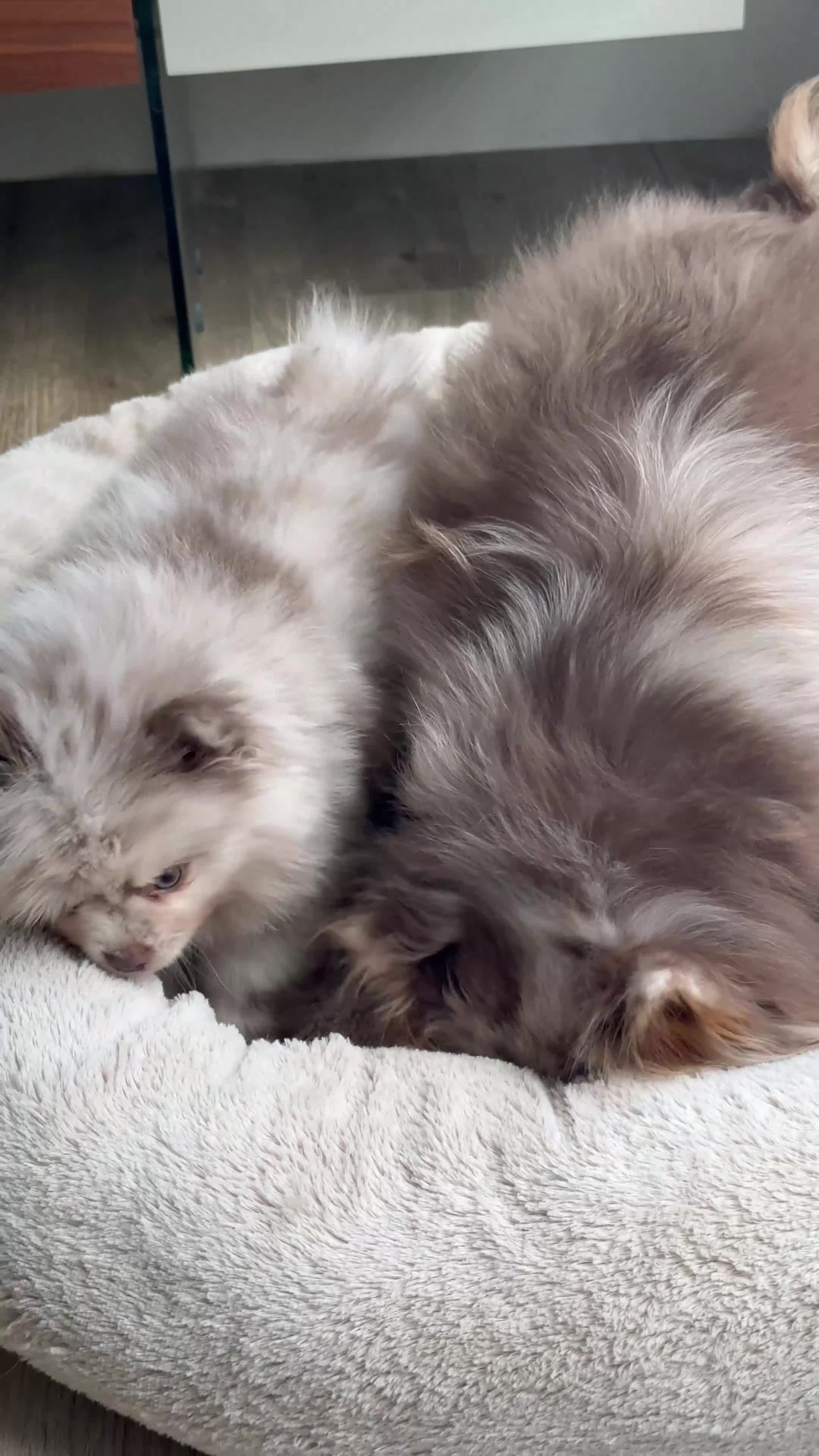 Pomeranian dogs for sale: White, Lilac, Merle Female Pomeranian  - Video 1