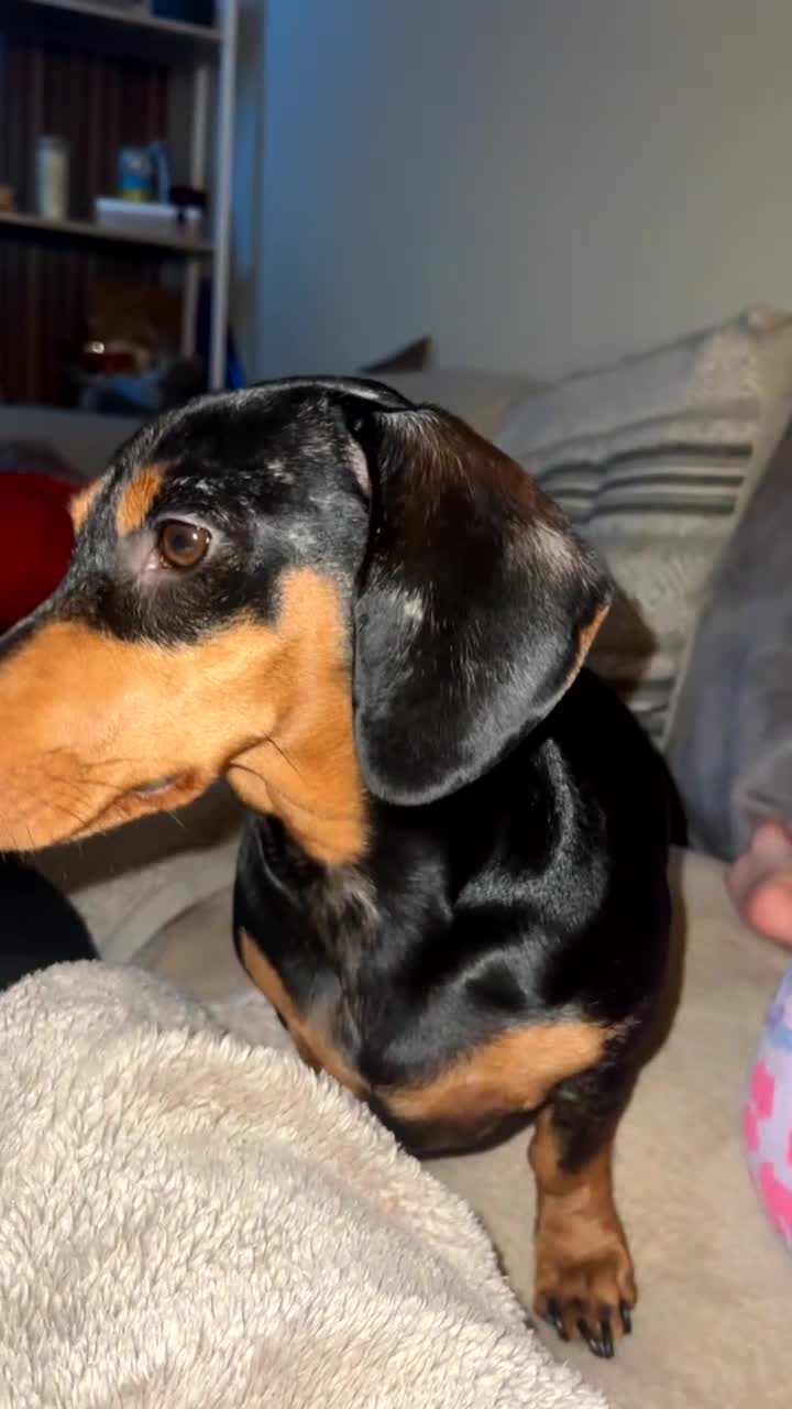 Dachshund dogs for stud: Dapple Dachshund STUD 3 years old - Video 2