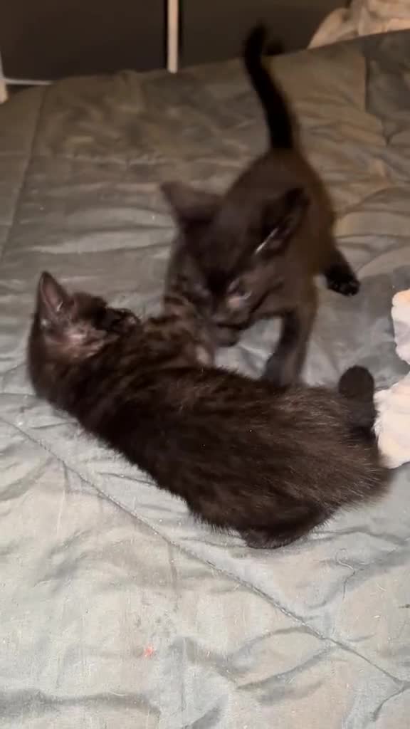 Savannah cats for sale: F4 Savannah kittens  - Video 3