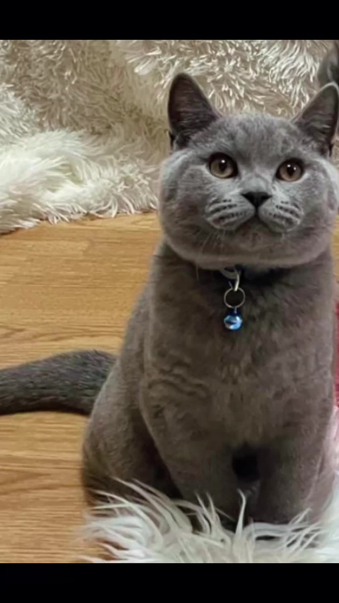British Shorthair cats for sale: Cat for rehoming  - Video 3
