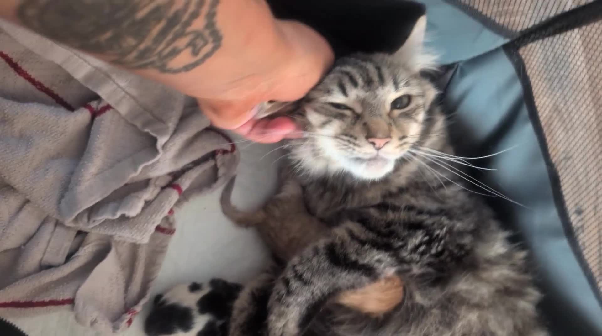 Mixed Breed cats for sale: Maine coon cross kittens  - Video 1