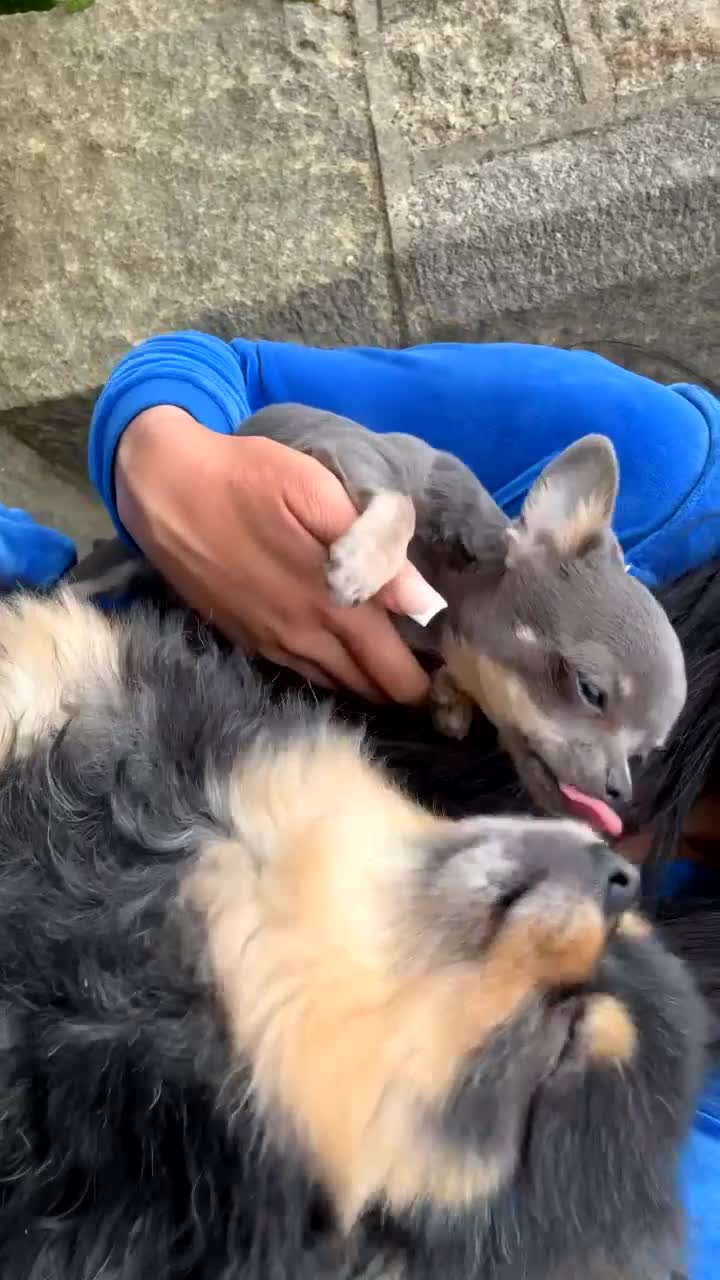Chihuahua dogs for sale: Outstanding BLUE/TAN & LILAC/TAN puppies  - Video 4
