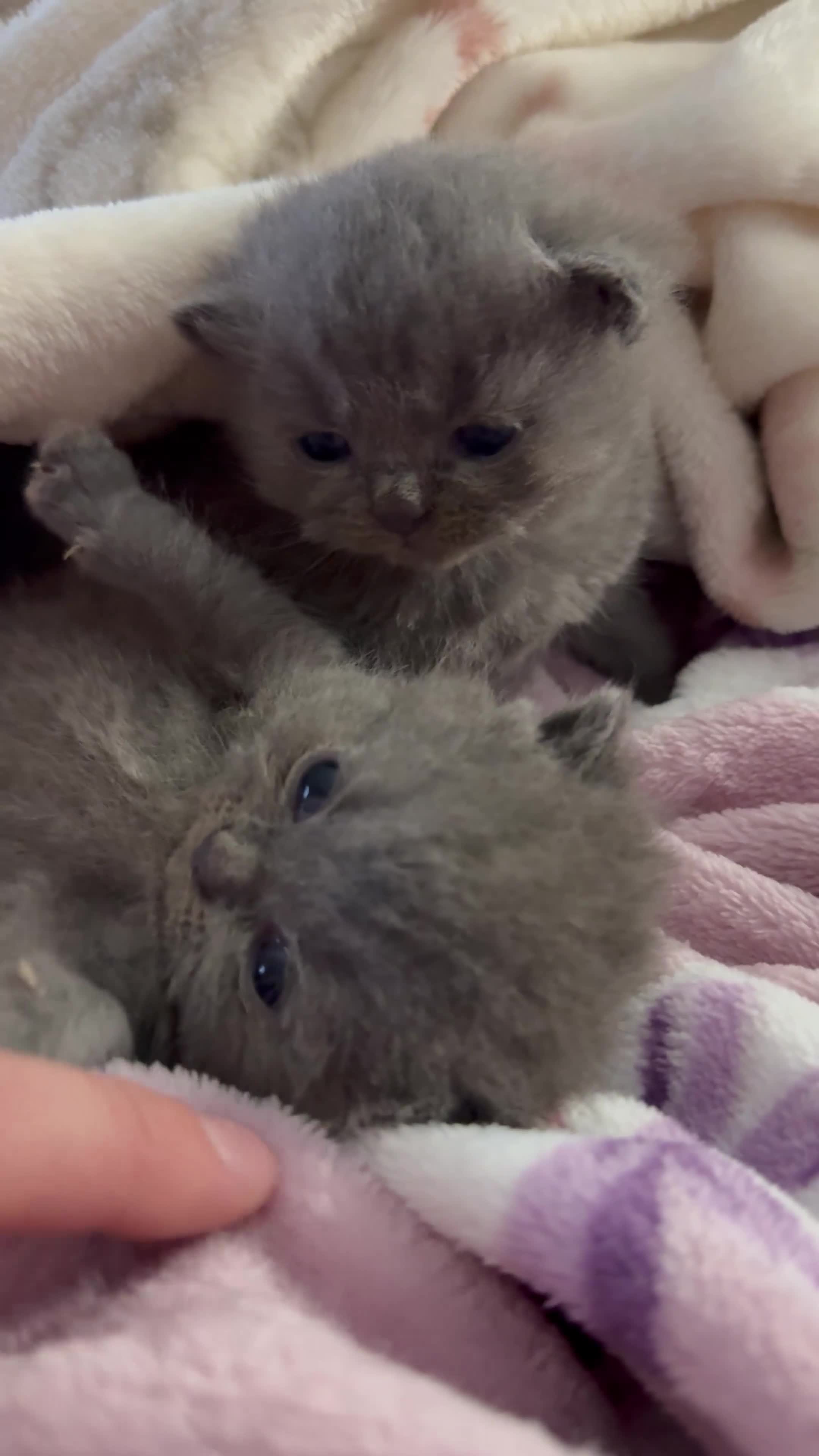 British Shorthair cats for sale: Beautiful British Shorthair Kittens-Rare colours - Video 1