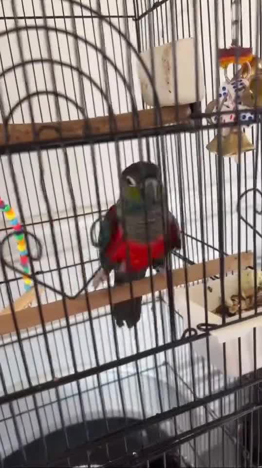 Conures birds for sale: KIWI conure  - Video 1
