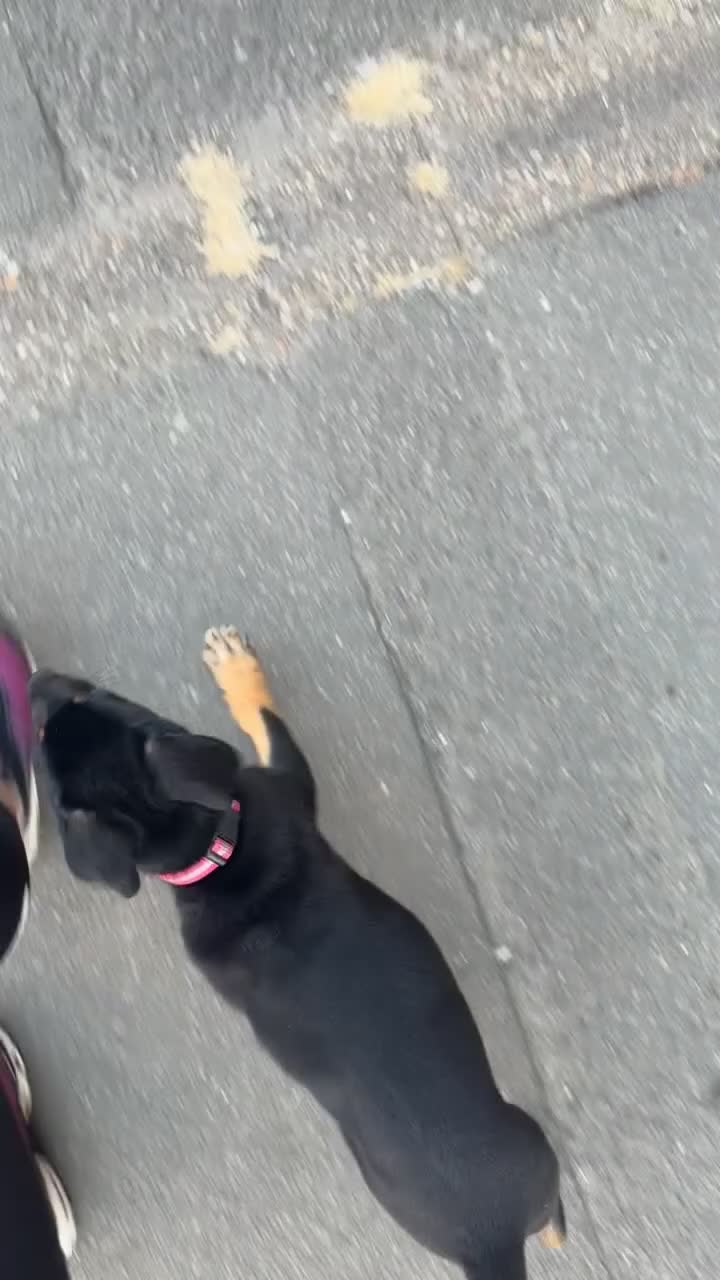 Mixed Breed dogs for sale: Havoc  in Scunthorpe - Video 1