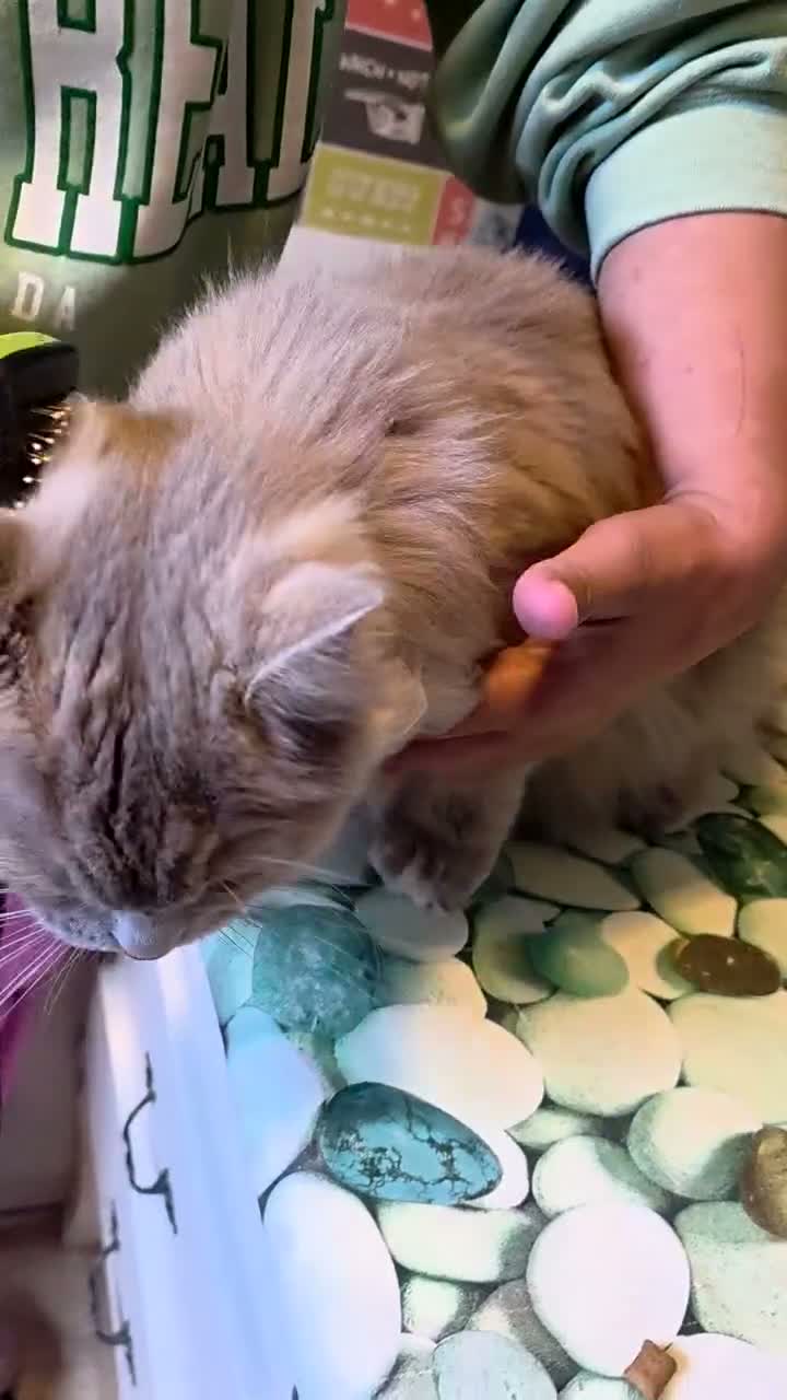 Ragdoll cats for sale: Neutured/Polydactyl  - Video 1
