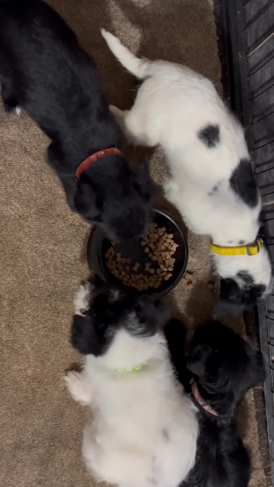 Jackapoo dogs for sale: Jackapoo puppies - Video 2