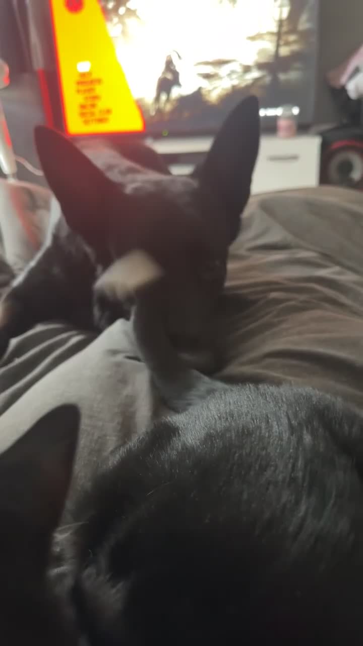 German Shepherd dogs for stud: Purebred GSD Male For *STUD*  in St Albans - Video 2