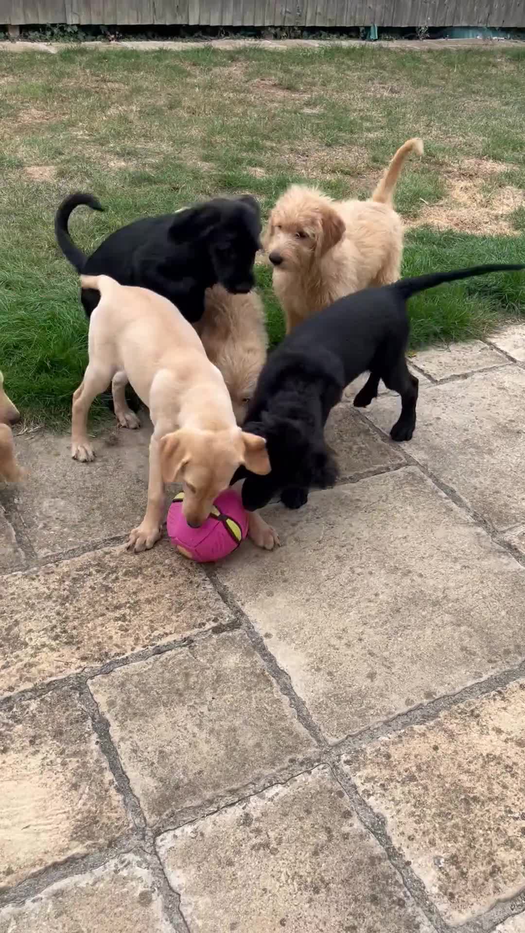 Mixed Breed dogs for sale: READY TO LEAVE - DNA health tested Puppies  - Video 1
