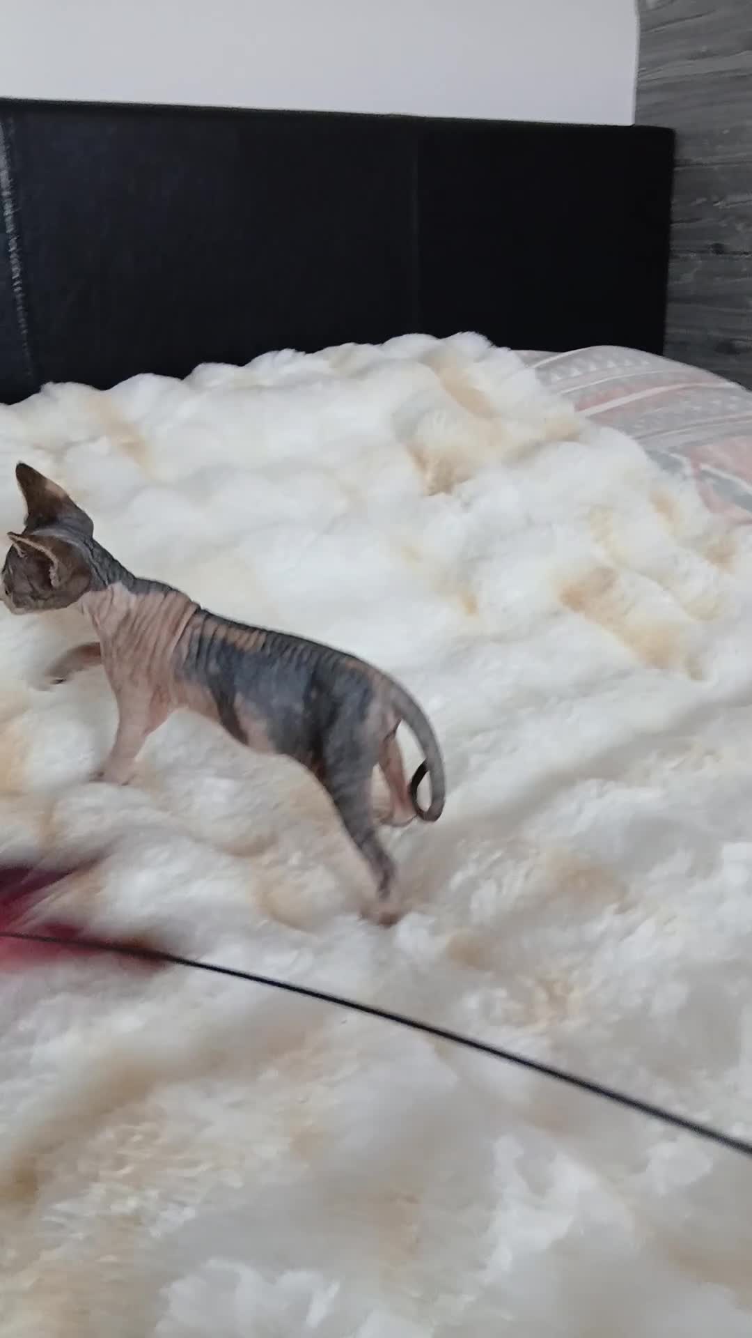 Sphynx cats for sale: Beautiful blue-eyed Sphynx kitten for sale  - Video 1