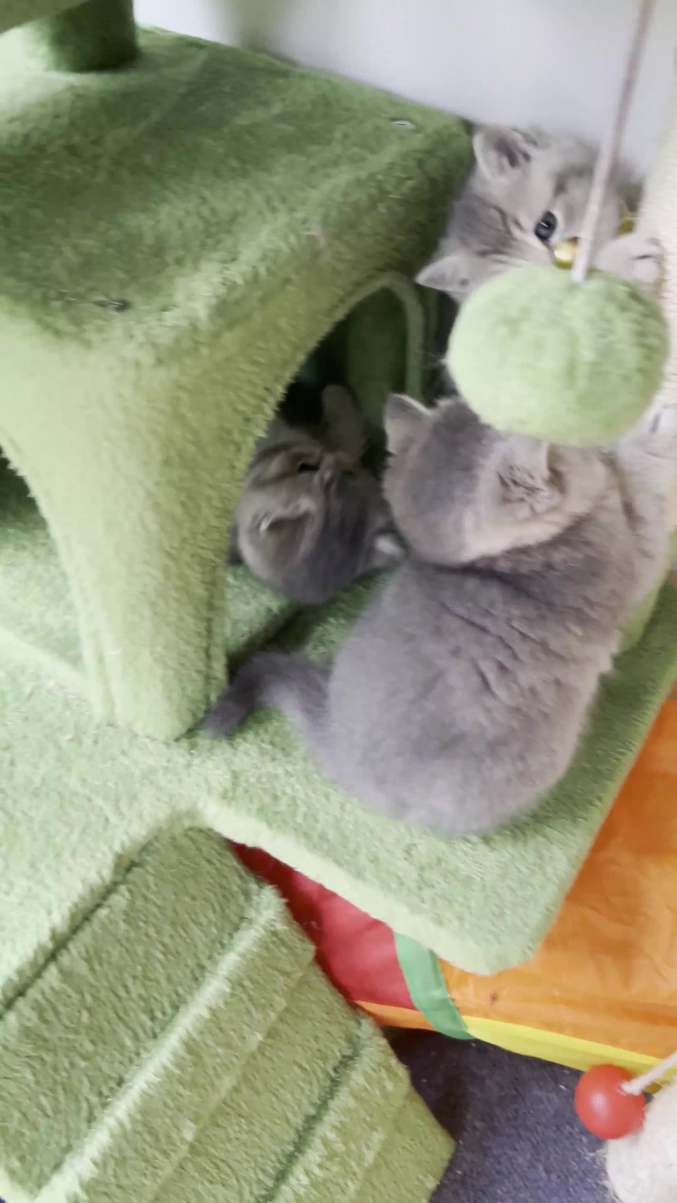British Shorthair cats for sale: 3 GCCF British Shorthair Kittens– Champion Lines - Video 2