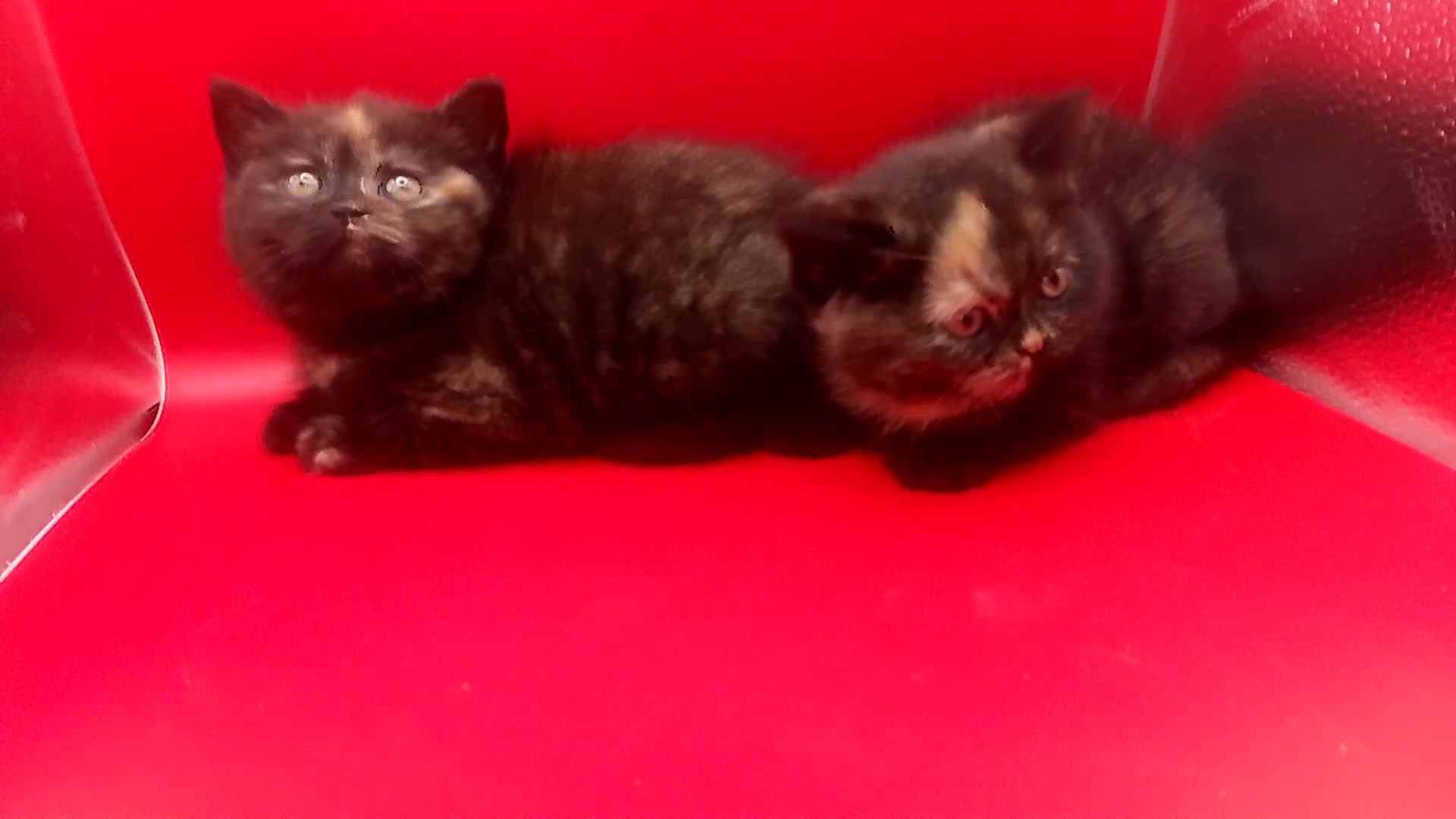 British Shorthair cats for sale: Beautiful  British Shorthair  - Video 2