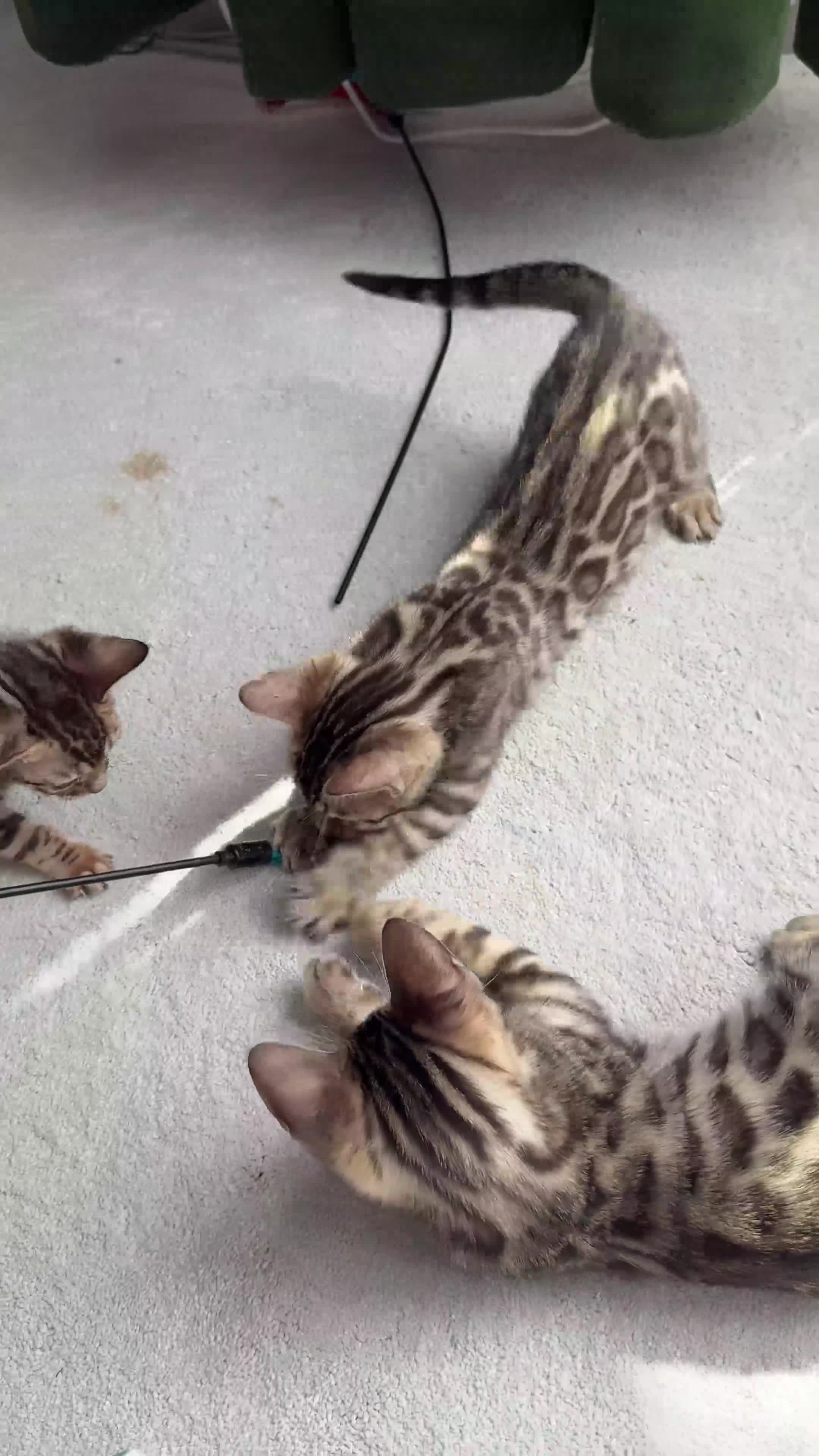 Bengal cats for sale: Bengal kittens - Video 3