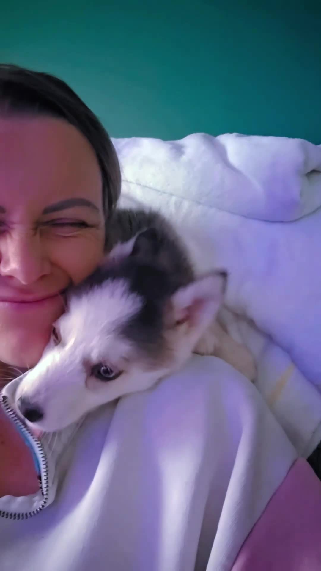 Siberian Husky dogs for sale: Ready Now last 2 girls left in litter - Video 1