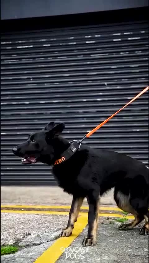 German Shepherd dogs for sale: Exceptional German Shepherd | KC Registered  - Video 4