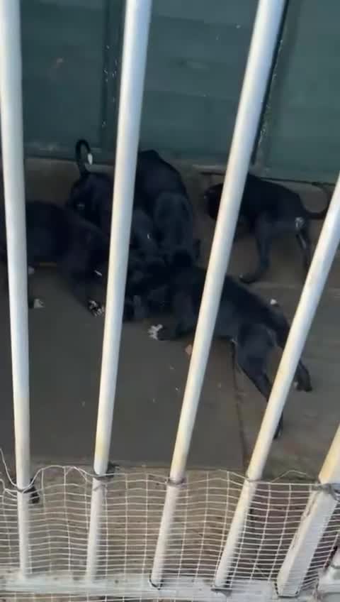 Mixed Breed dogs for sale: Saluki puppies - Video 1