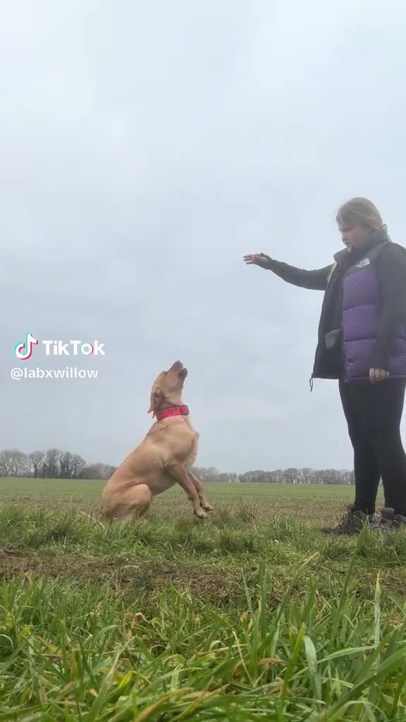 Labrador Retriever dogs for sale: Beautiful Fox Red KC Labrador puppies  - Video 4