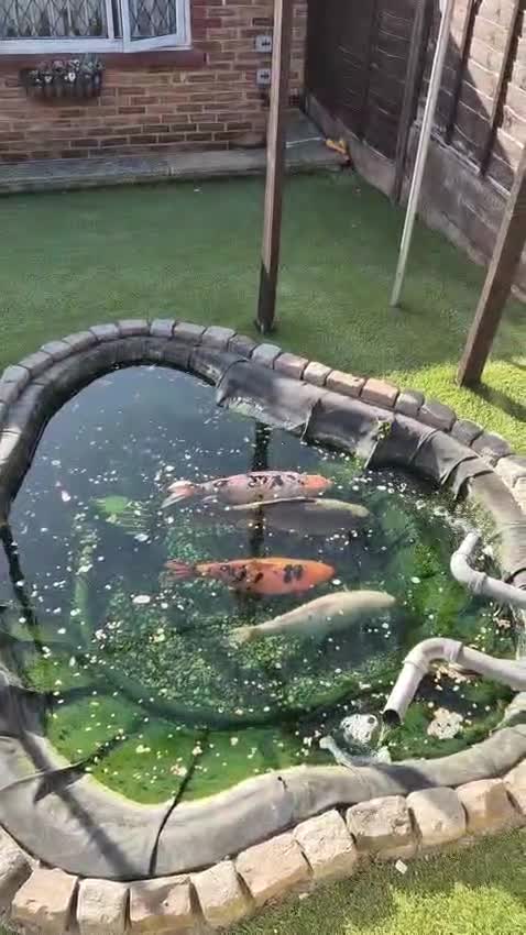 Koi Carp fish for sale: Koi fish for sale (large) in Chatham - Video 1