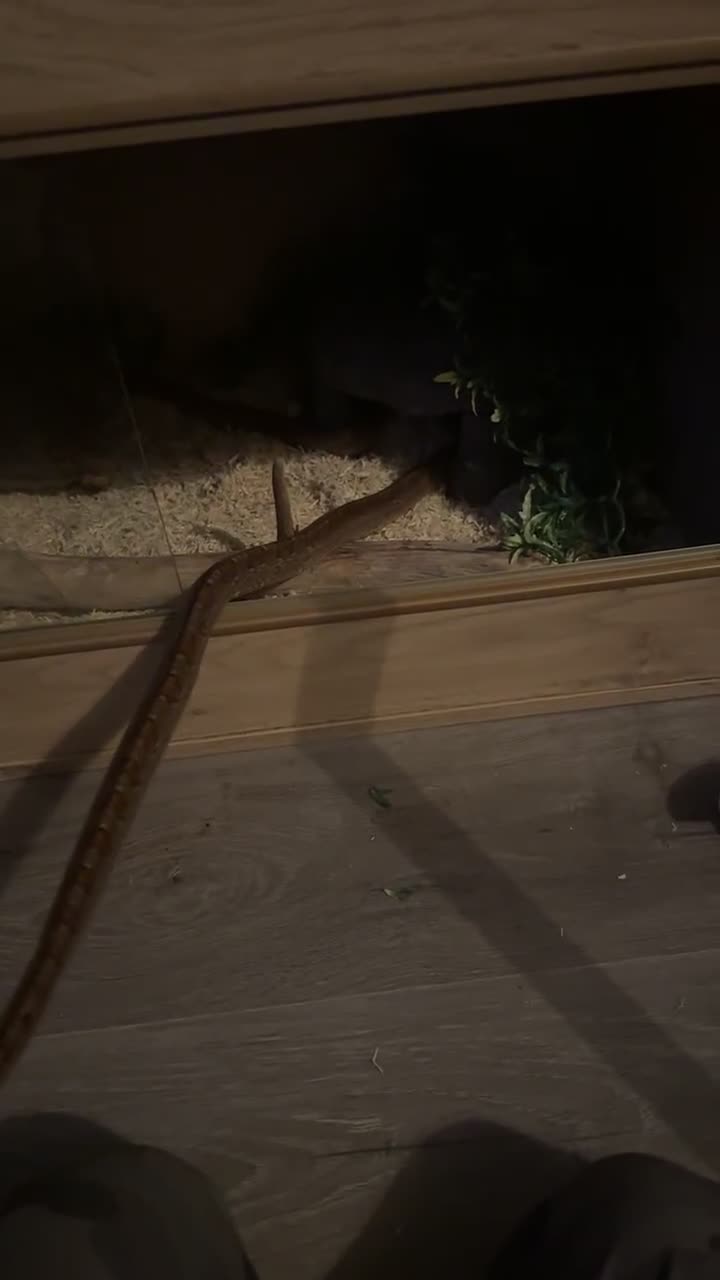 Corn Snake reptiles for sale: Adult Female Cornsnake with full set up  - Video 2