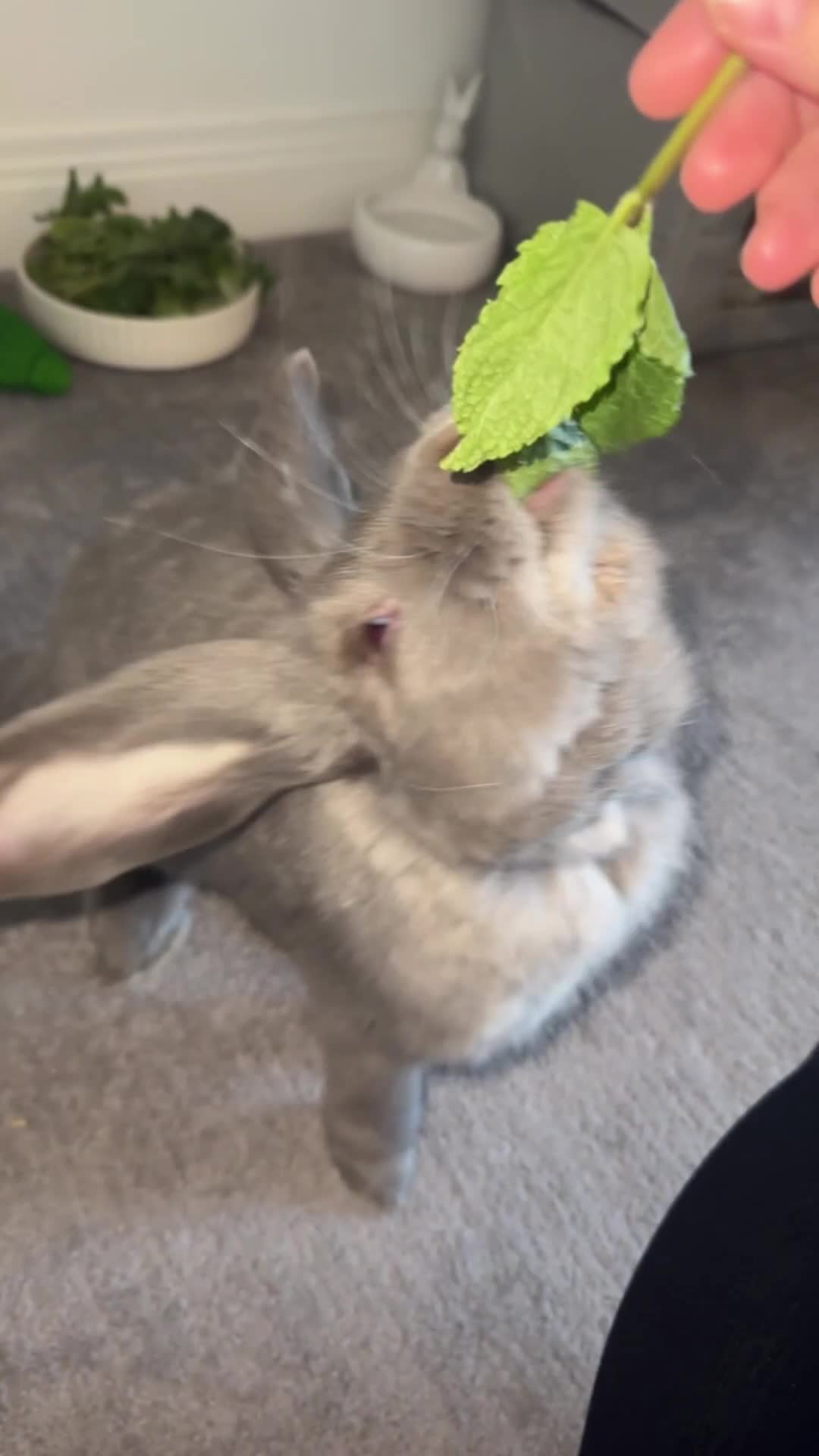 French Lop rabbits for sale: Male 1 year old blue French lop  - Video 1