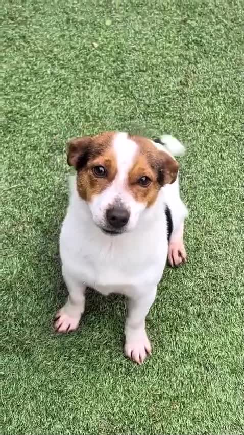 Jack Russell dogs for sale: Jack Russell short legged Female  - Video 1