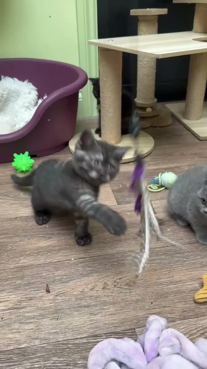 Scottish Fold cats for sale: Ready for rehoming! Registered Scottish striaghts  - Video 4