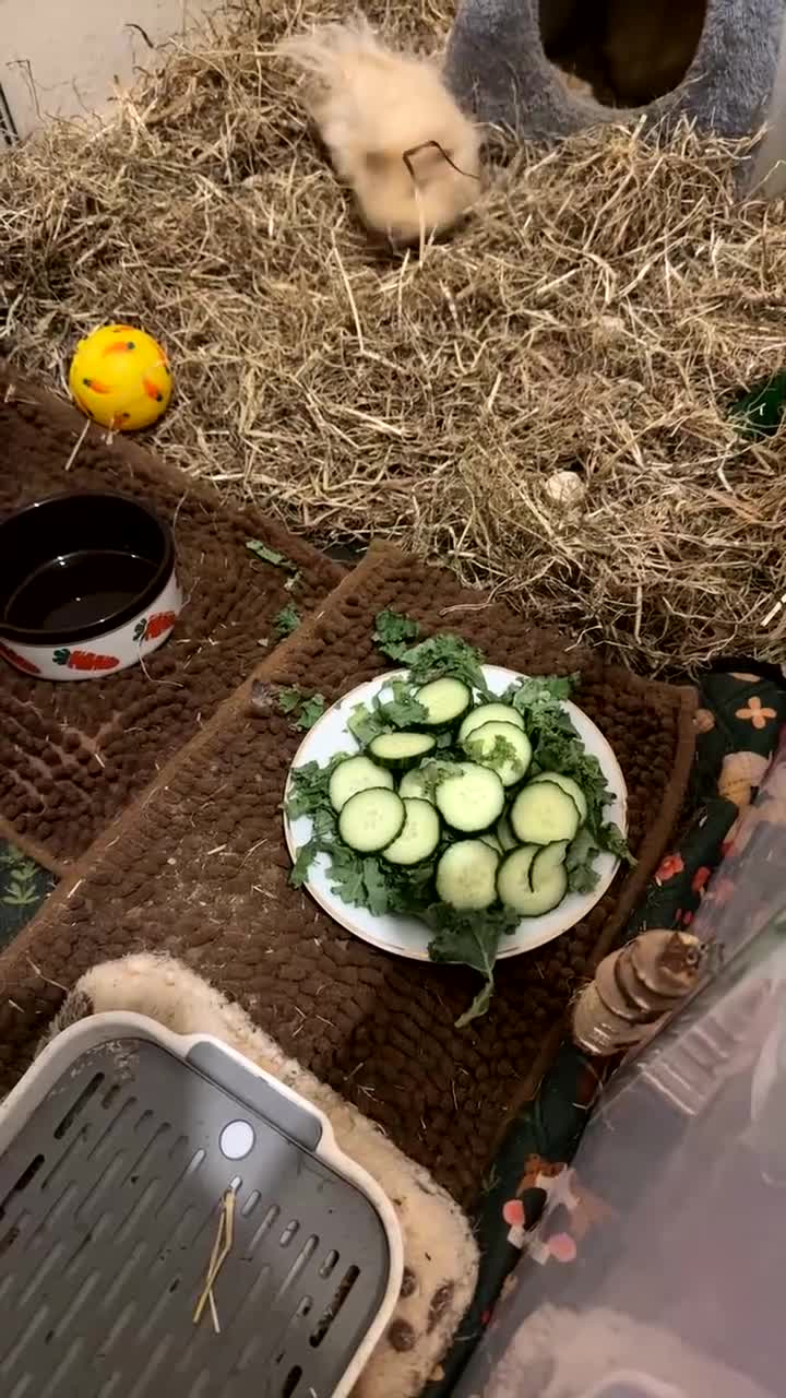 Guinea Pig rodents for sale: Two Male Guinea Pigs For Sale - Video 2