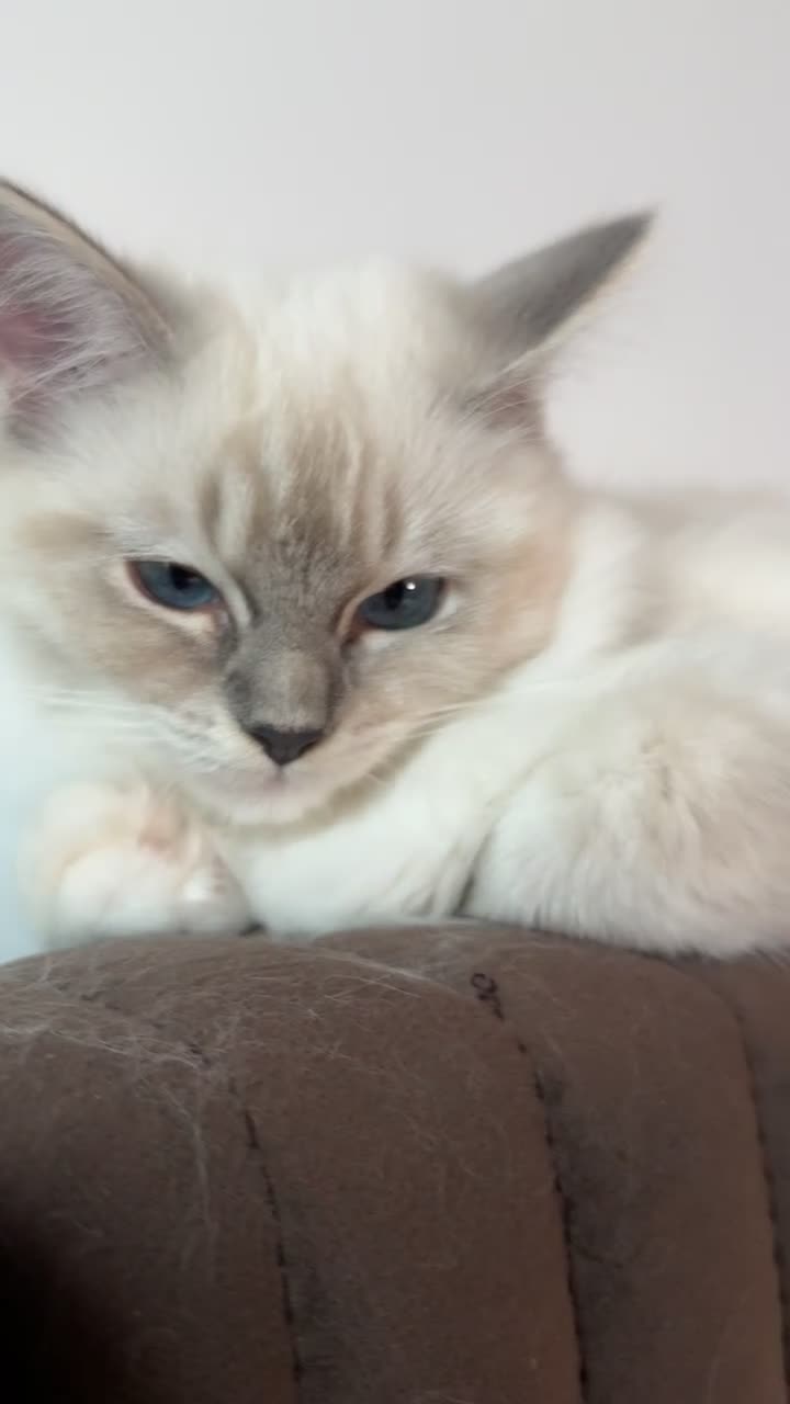 Ragdoll cats for sale: LUXURY RAGDOLL KITTENS  - Video 4