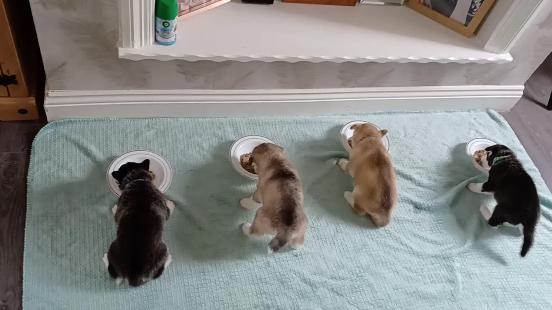 Siberian Husky dogs for sale: 🩵2 beautiful siberian husky boys left🩵 - Video 1