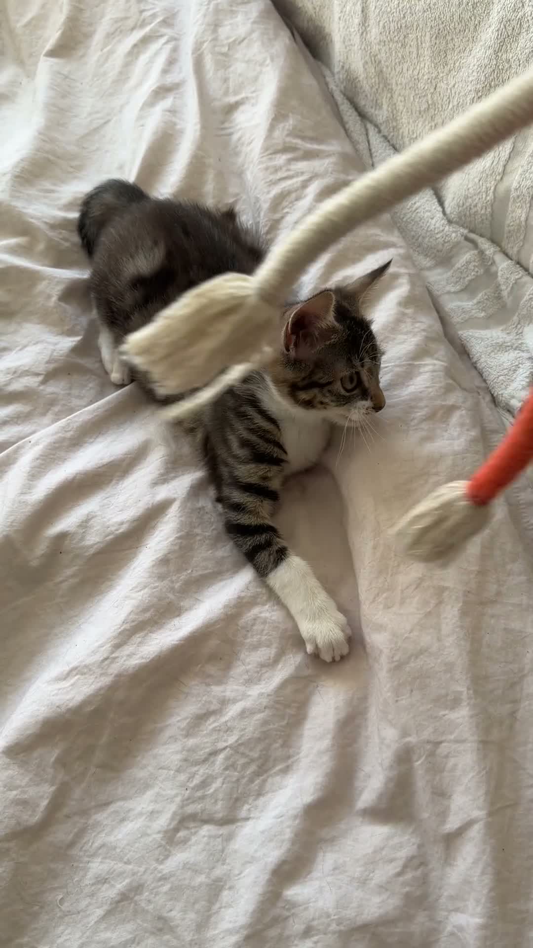 Mixed Breed cats for sale: Tabby kittens, litter trained and healthy. - Video 1