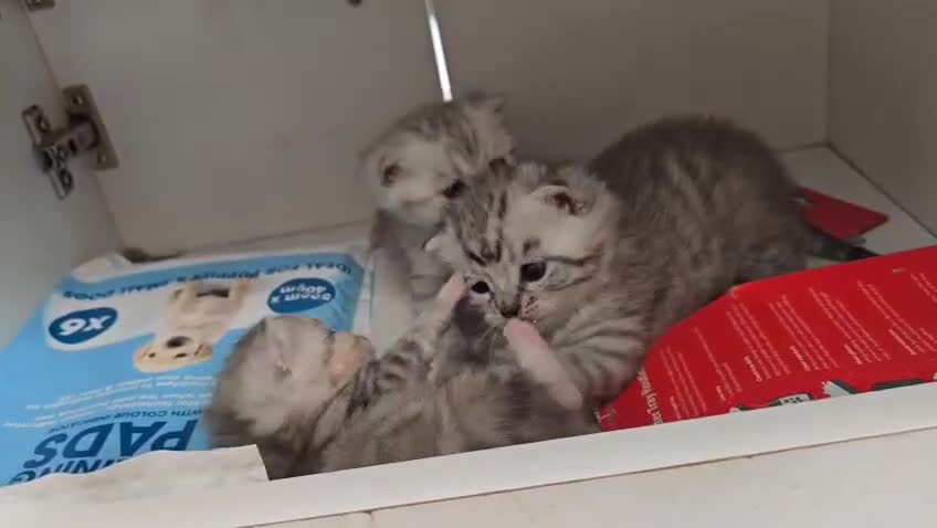 British Shorthair cats for sale: Adorable British Shorthair Kittens–Ready for Home! - Video 1