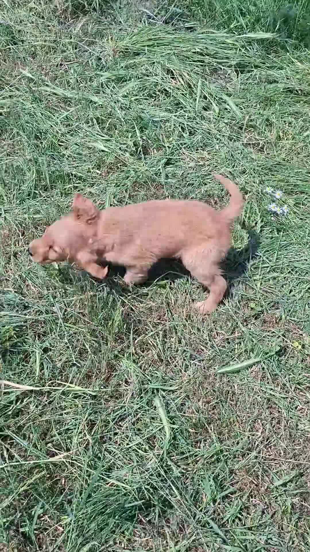 Golden Retriever dogs for sale: KC registered golden retriever pups  - Video 3