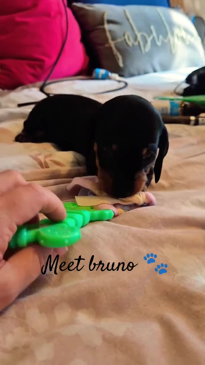 Miniature Dachshund dogs for sale: 🐾KC Silver Dapple - Elite Show Lines - 2.2% COI🐾 - Video 3