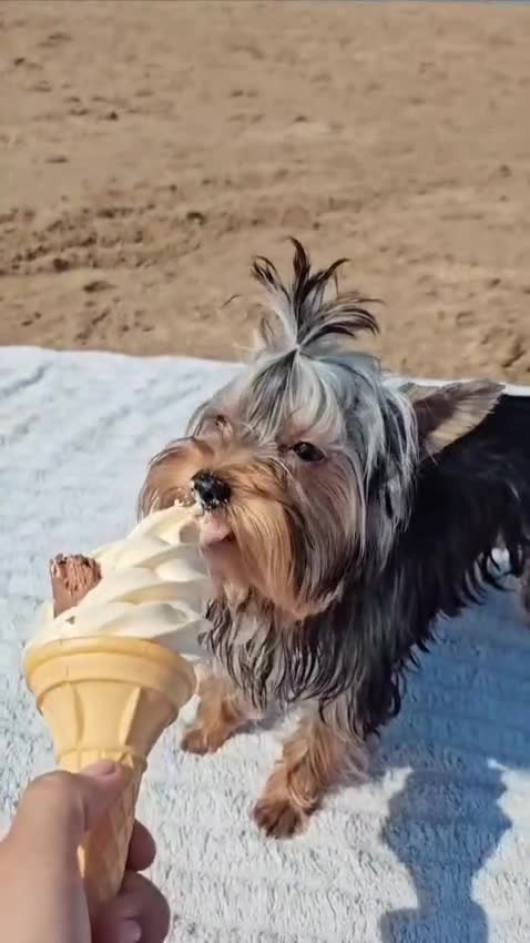 Yorkshire Terrier dogs for stud: Tiny Miniature Experienced Yorkshire Terrier Stud  - Video 4