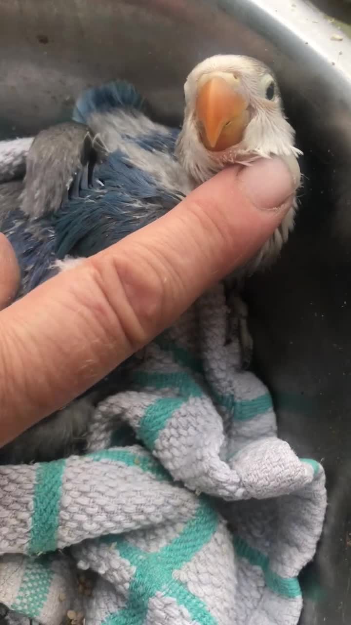 Lovebirds birds for sale: Blue opaline female proven hen nr pershore Worcs  - Video 1