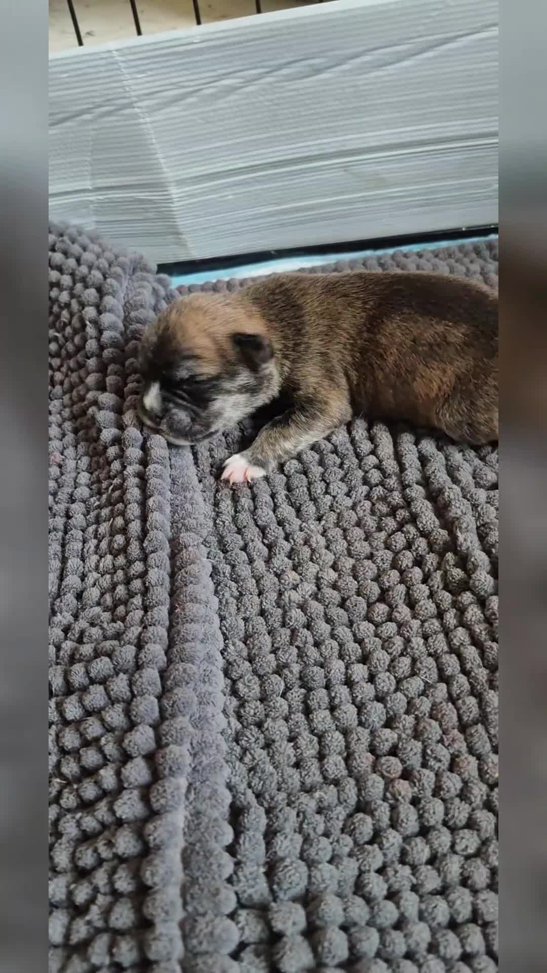 Mixed Breed dogs for sale: Pugsky peis in Hebburn - Video 4