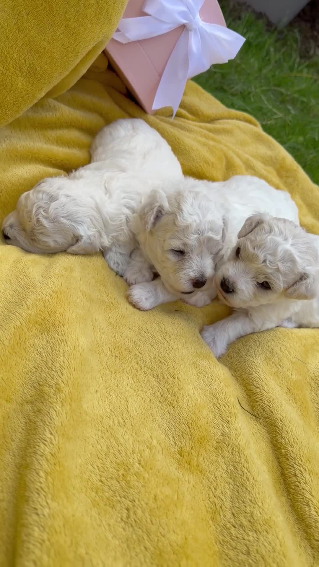 Bichon Frise dogs for sale: ⭐️Gorgeous Bichon Frise Puppies Available ⭐️ - Video 2