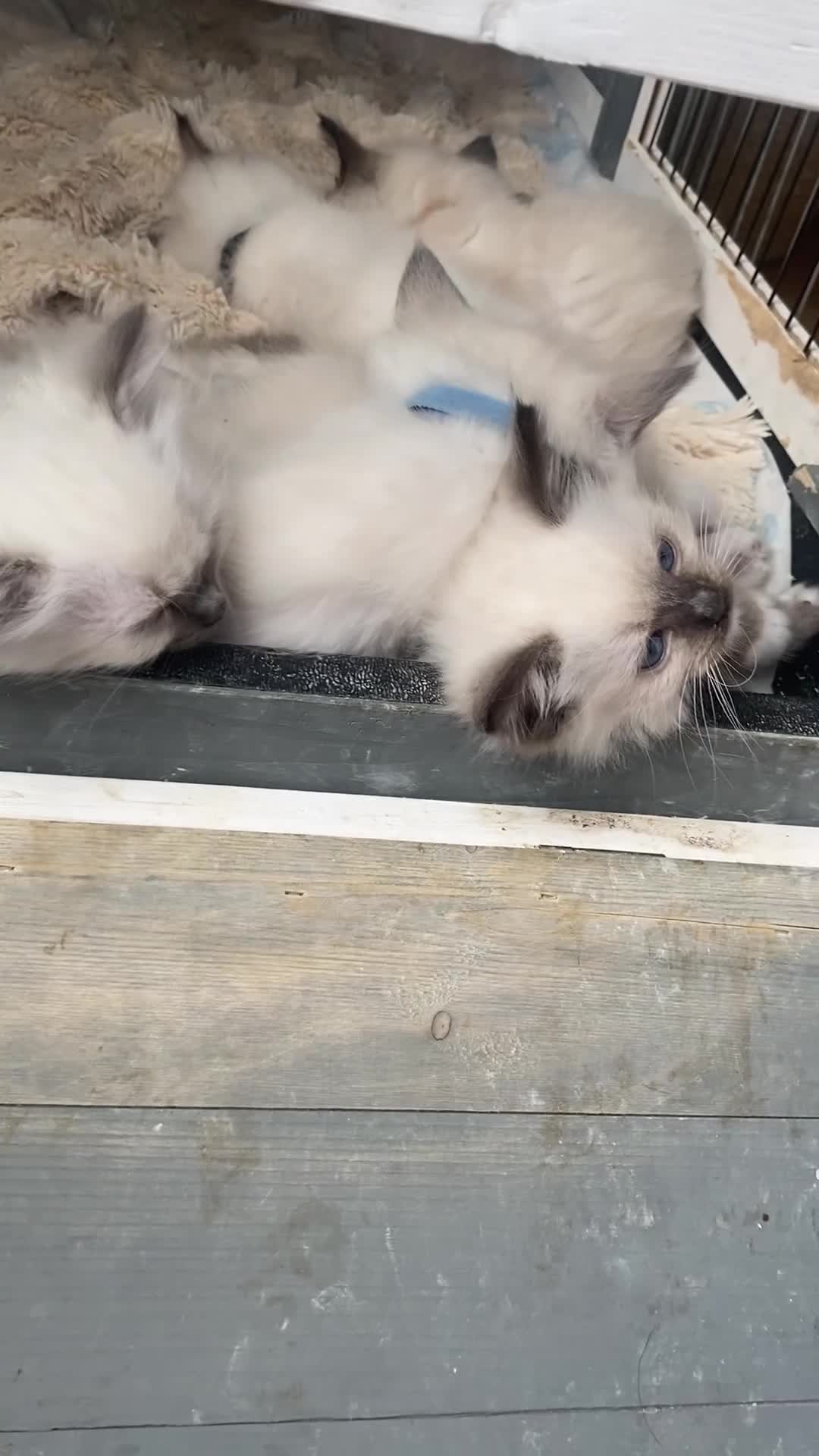 Ragdoll cats for sale: Pedigree Ragdoll Kittens HCM/PKD clear  - Video 2
