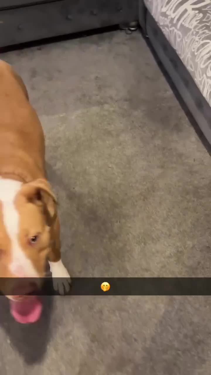 Mixed Breed dogs for sale: 10 month old American bulldog cross mastiff  - Video 1