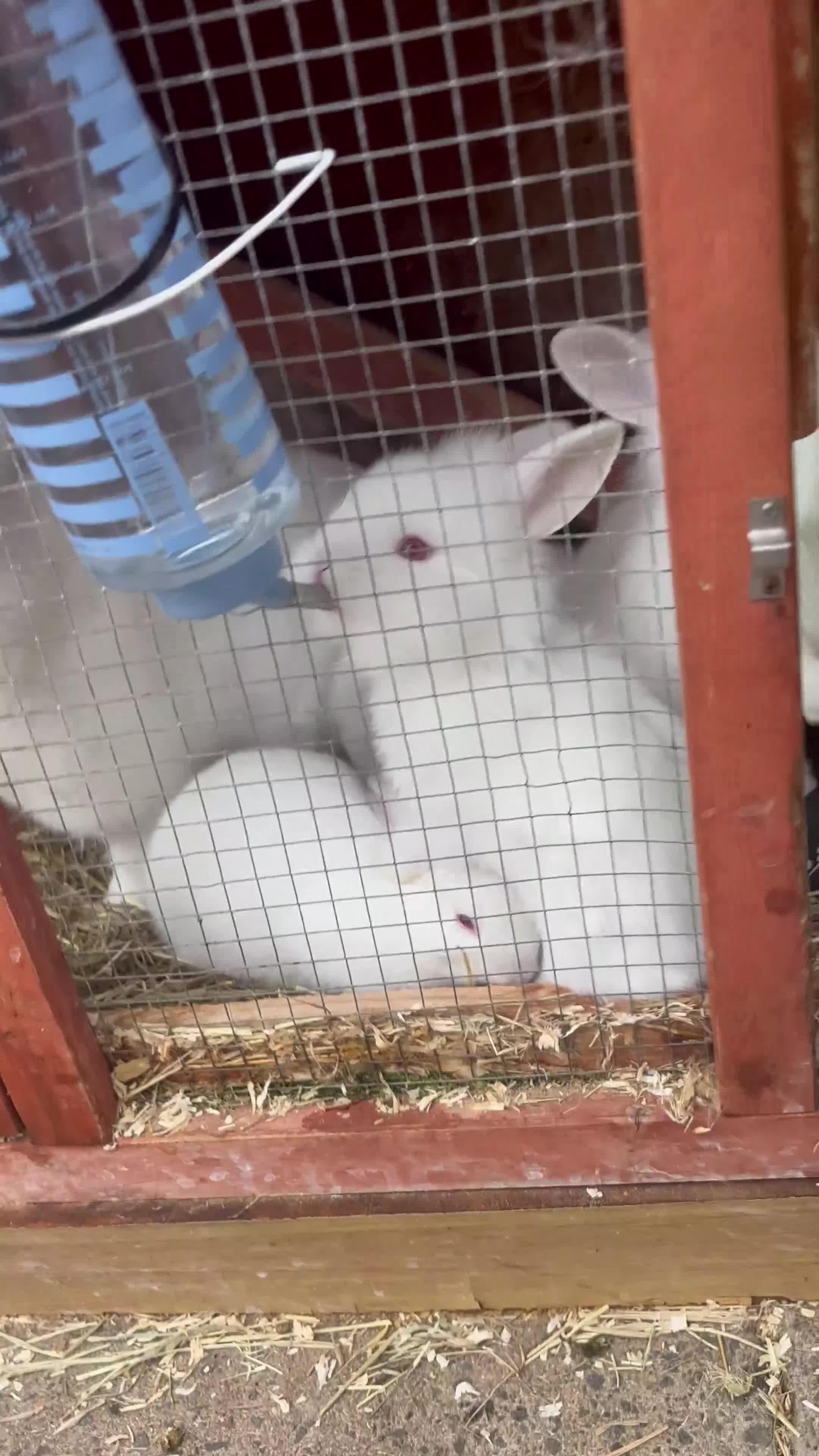 Lionhead rabbits for sale: Double mane lionhead  - Video 1